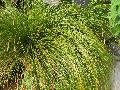 New Zealand Sedge / Carex testacea 